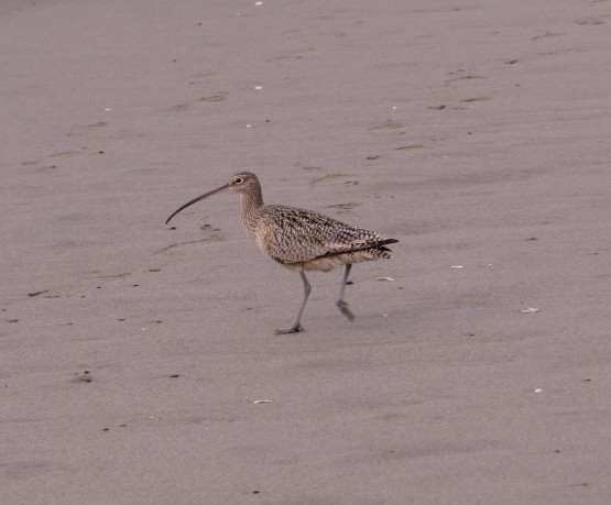Long-billed Curlew