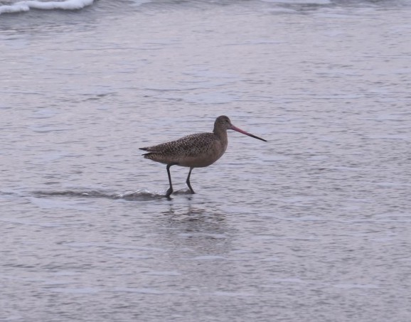 Marbled Godwit