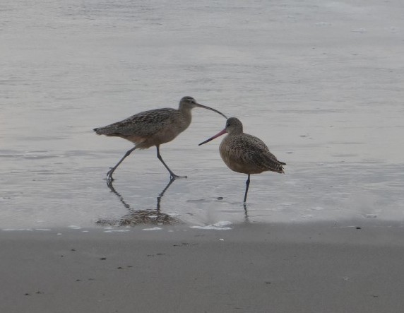Whimbrel and Godwit