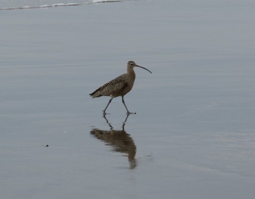 Whimbrel