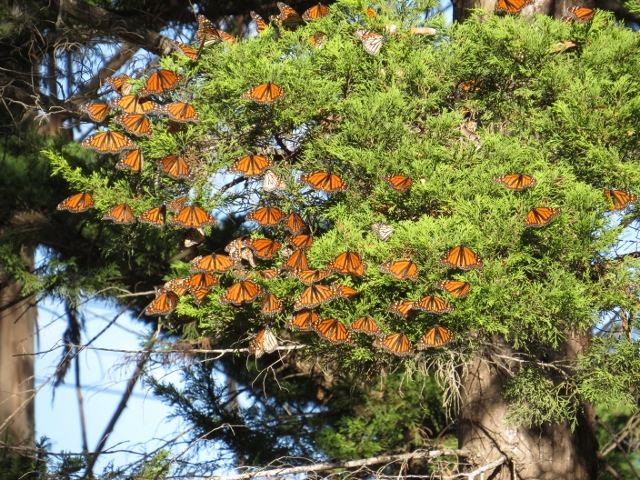 Monarchs