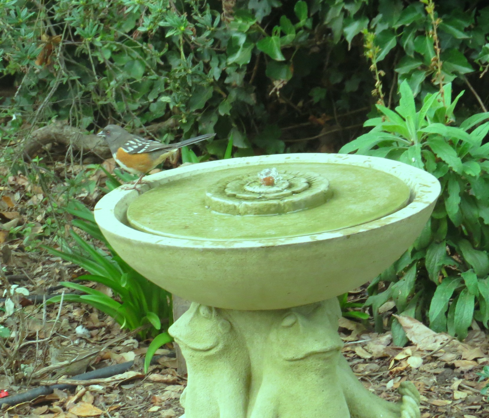 Spotted Towhee