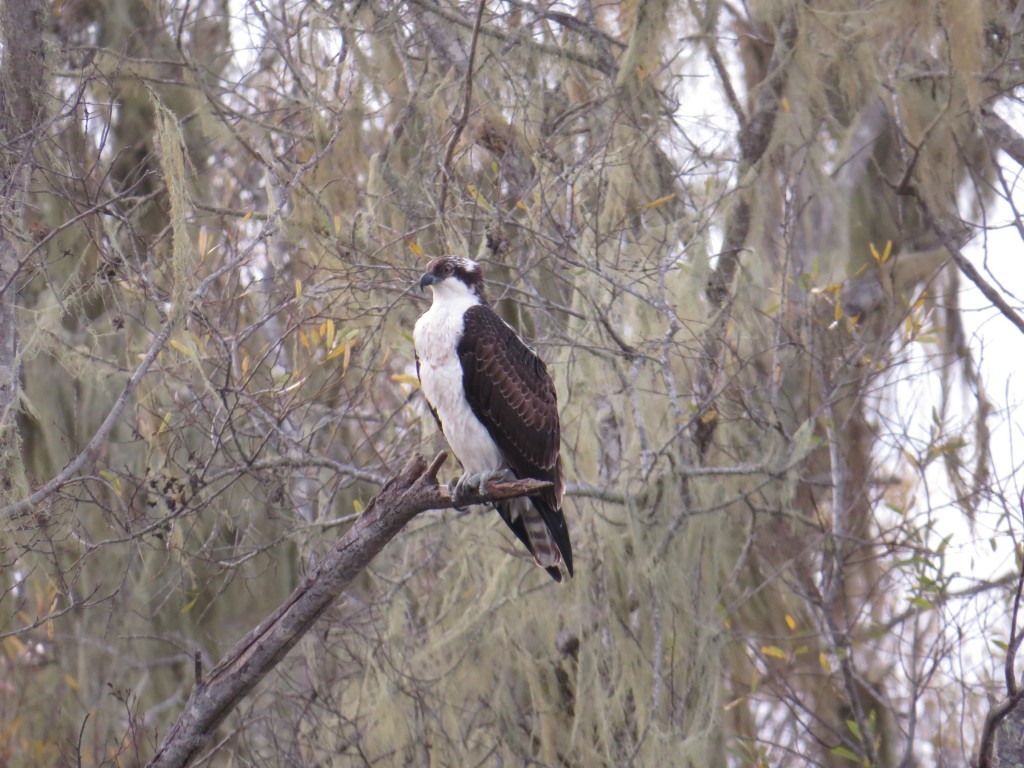 Osprey