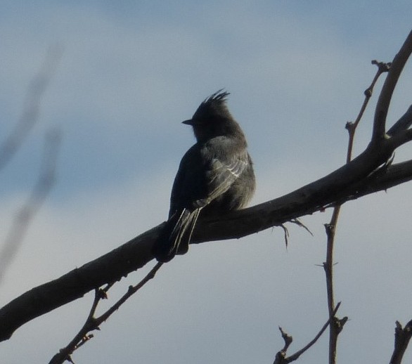 Phainopepla at Joshua Tree Oasis