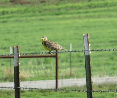 Western Meadowlark