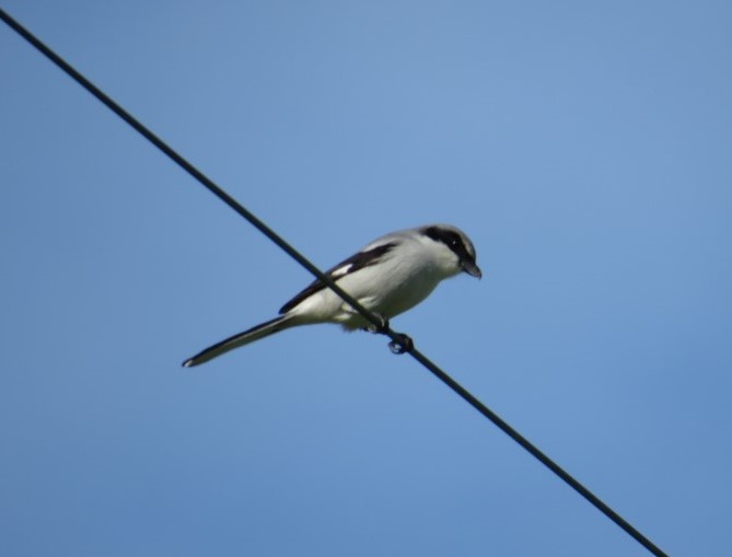 Loggerhead Shrike