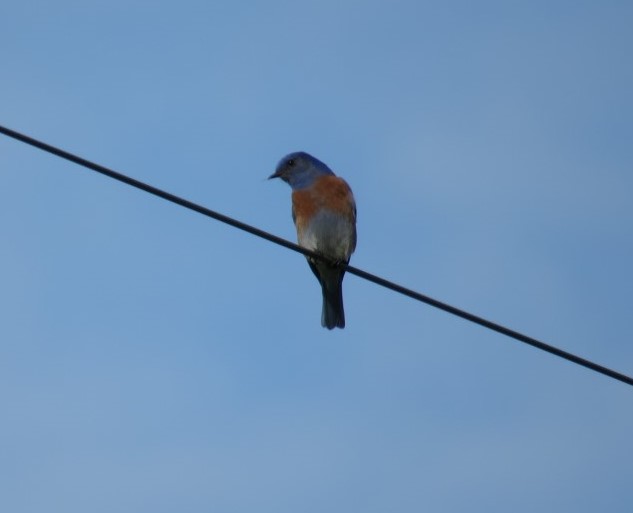 Western Bluebird