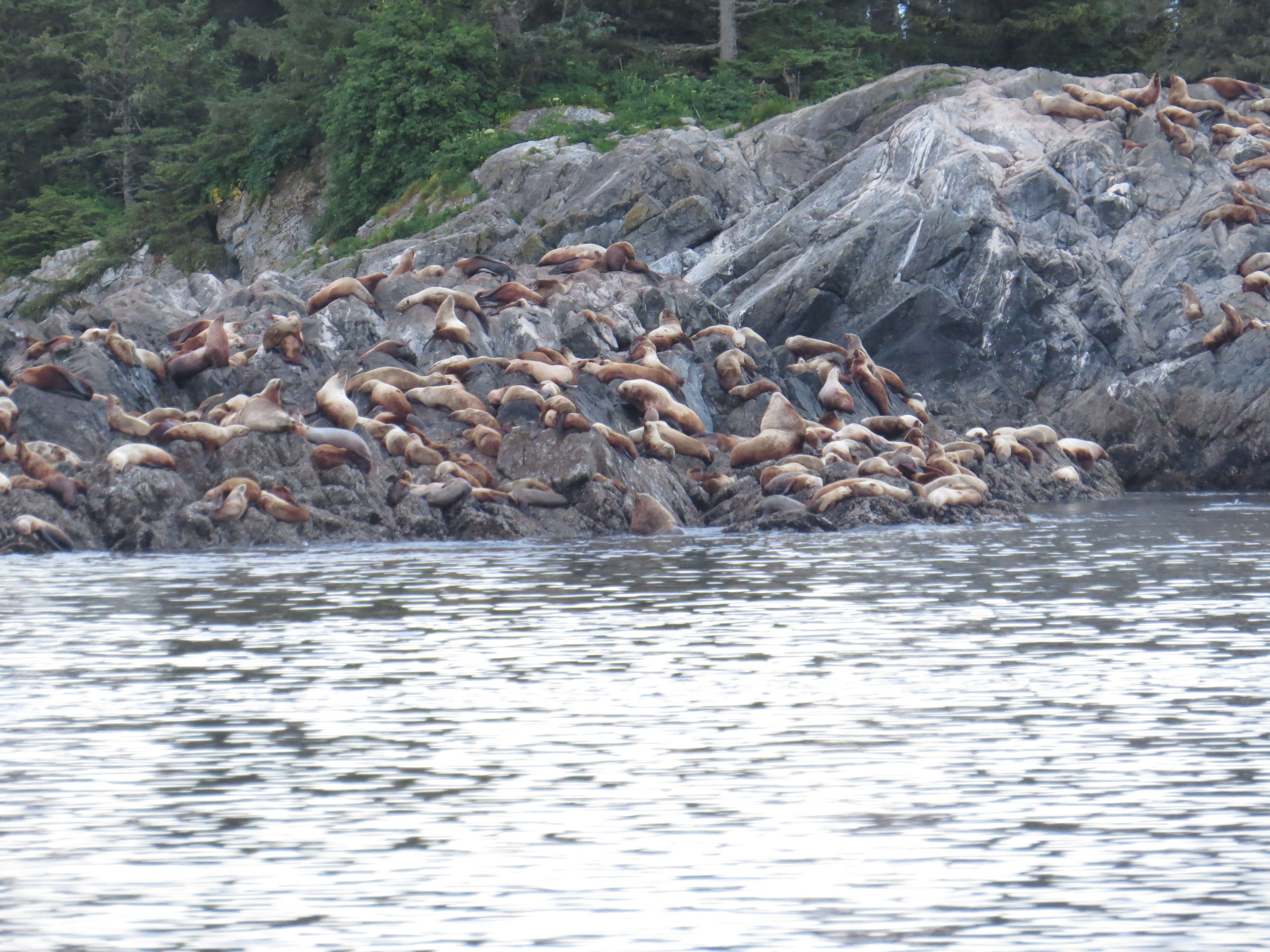 Sea Lions basking and barking