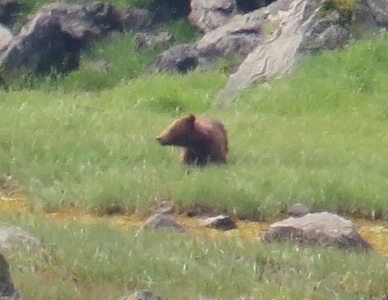 Brown Bear