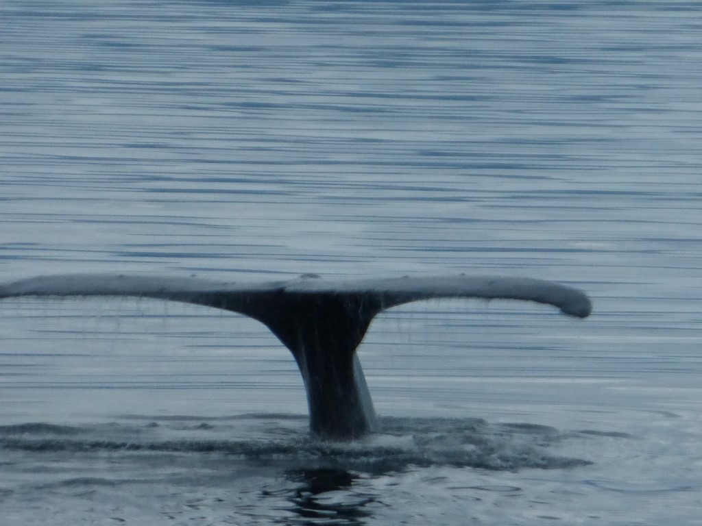 Humpback