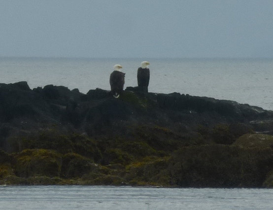 Bald Eagles