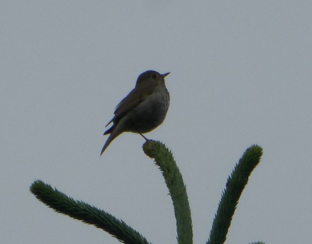 Veery enroute to Nugget Falls