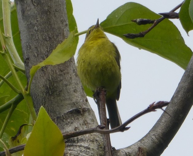Yellow Warbler