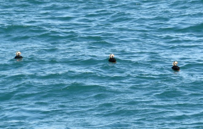 3 Puffins