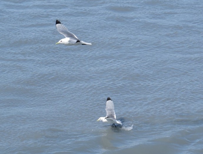 Black-legged Kittiwakes