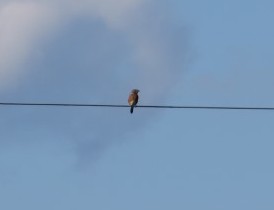 Bluebird