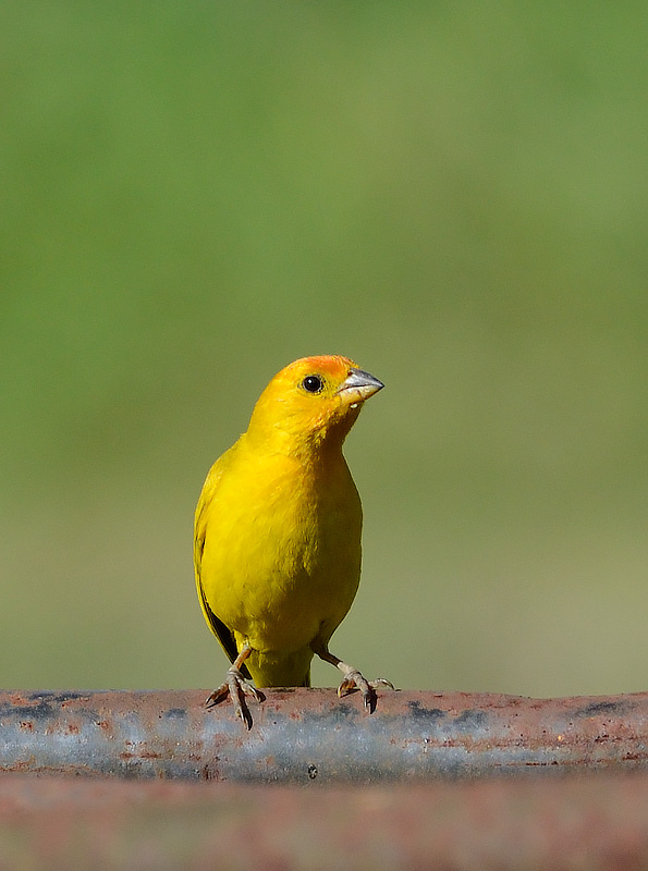 Saffron Finch