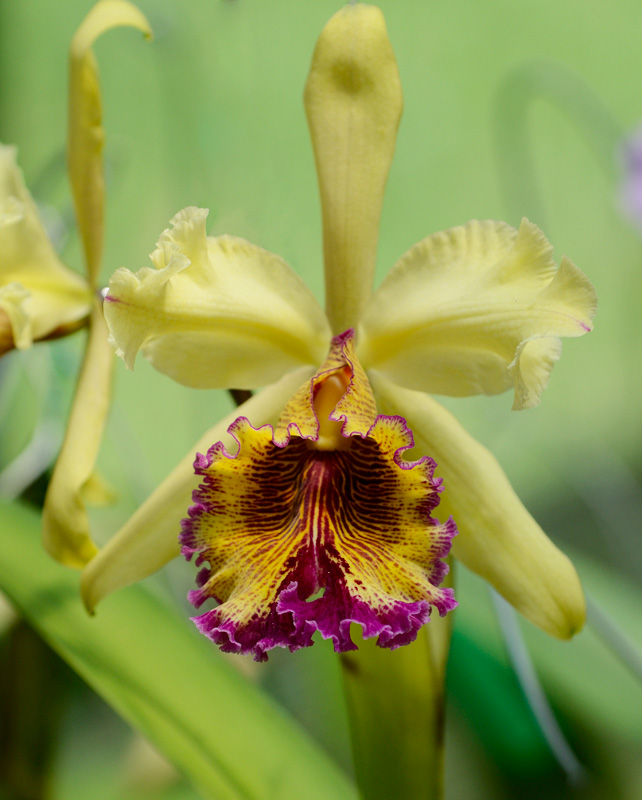 Cattleya dowiana var aurea