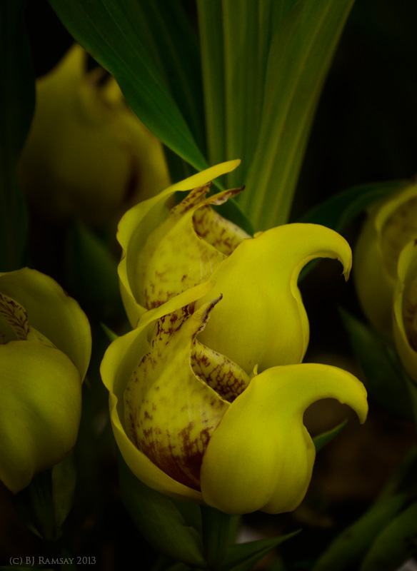 Anguloa cliftonii