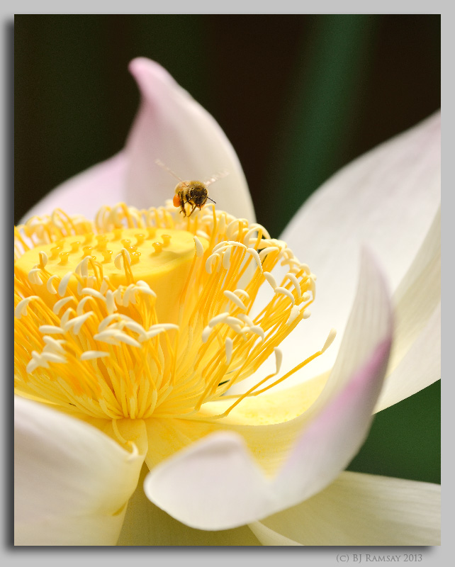 Lotus Pollenator