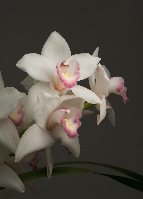 Cymbidium Enzan Stream