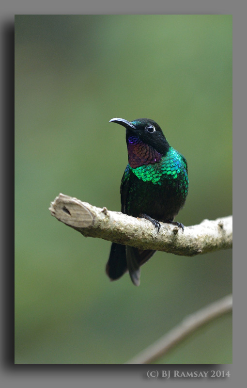 Cocora hummingbird