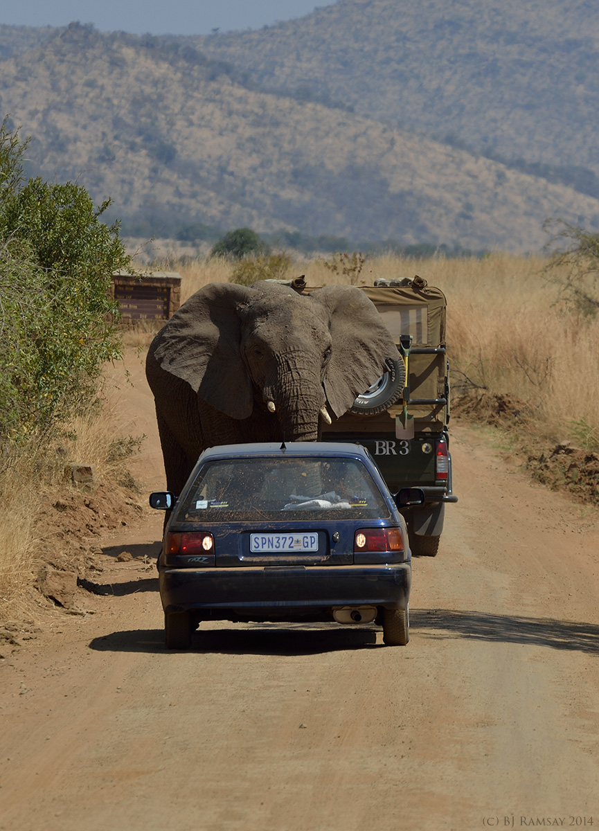 Caution Elephant Crossing