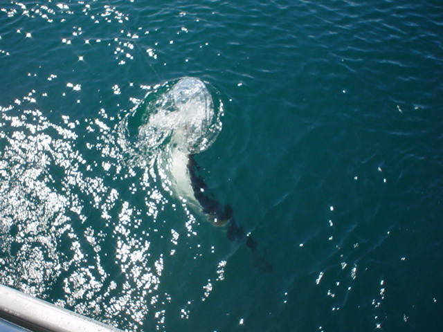 Halibut before release