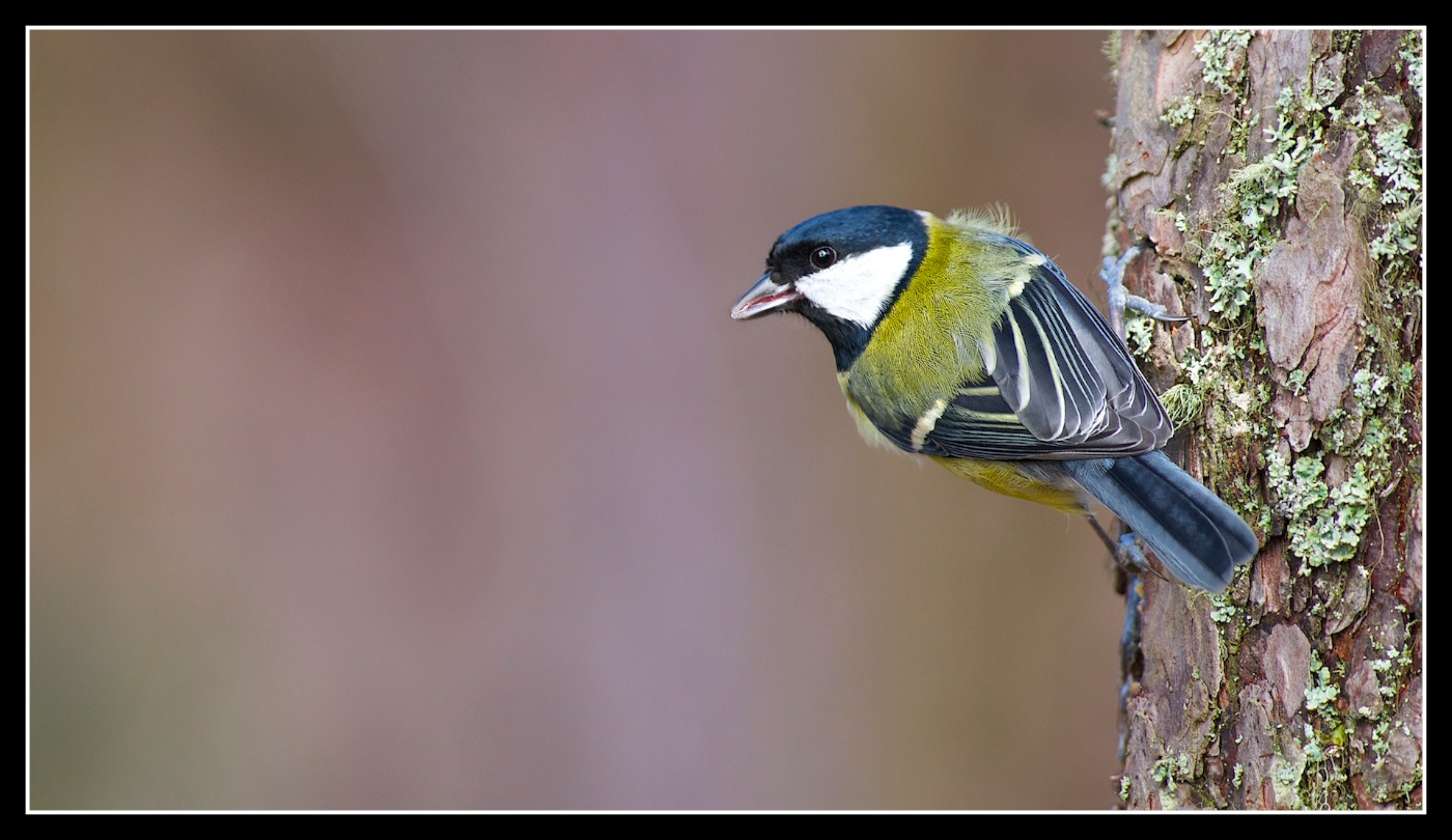 Great Tit