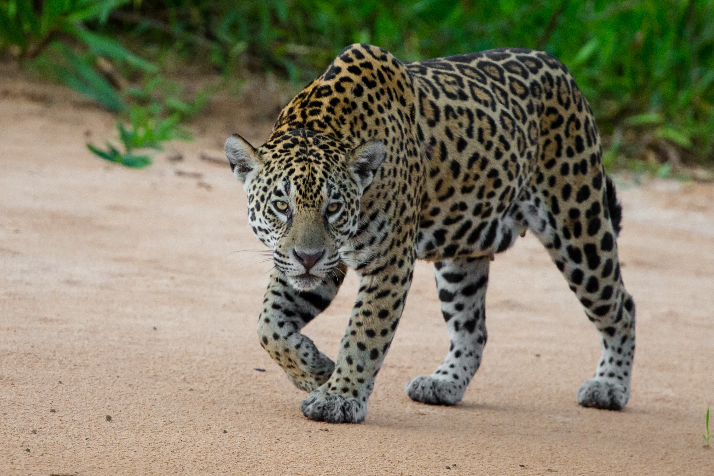 Jaguar Stalking; Brazil