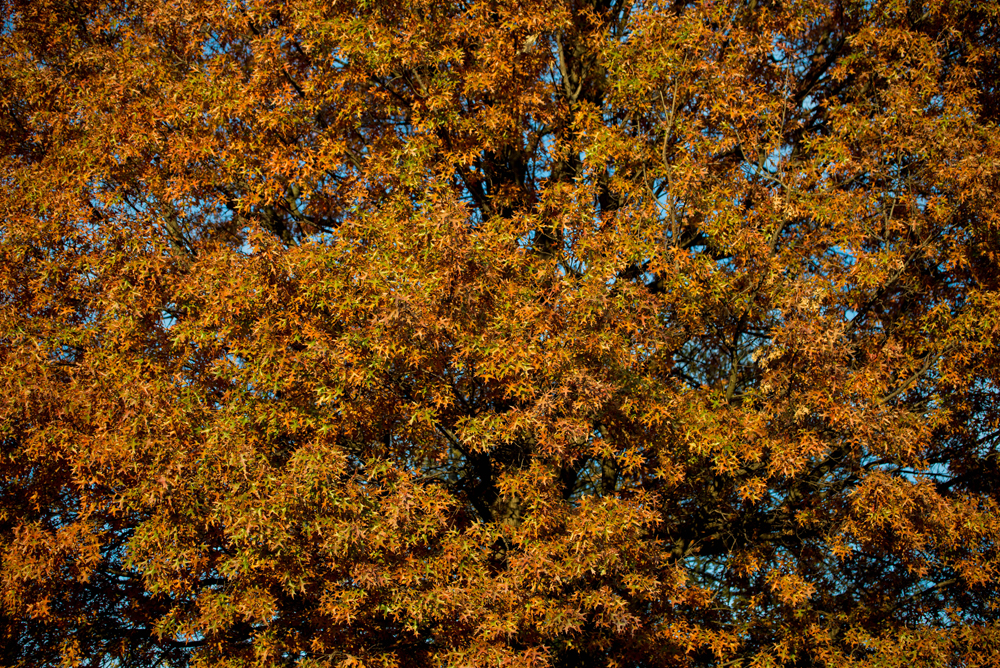 DSC_3632.jpg