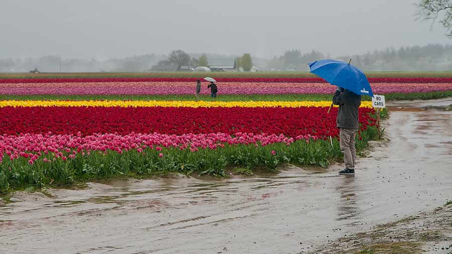 TulipFieldSkagitRain2_040315.jpg