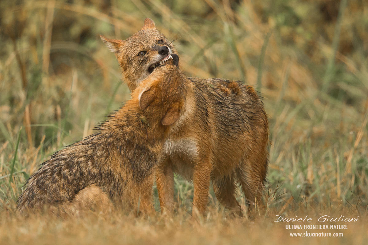 Golden Jackals