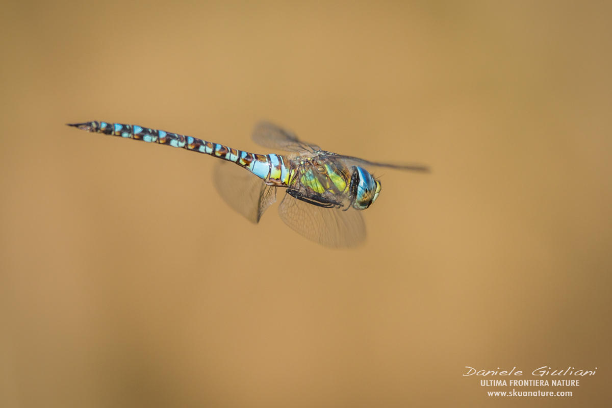 Libellula