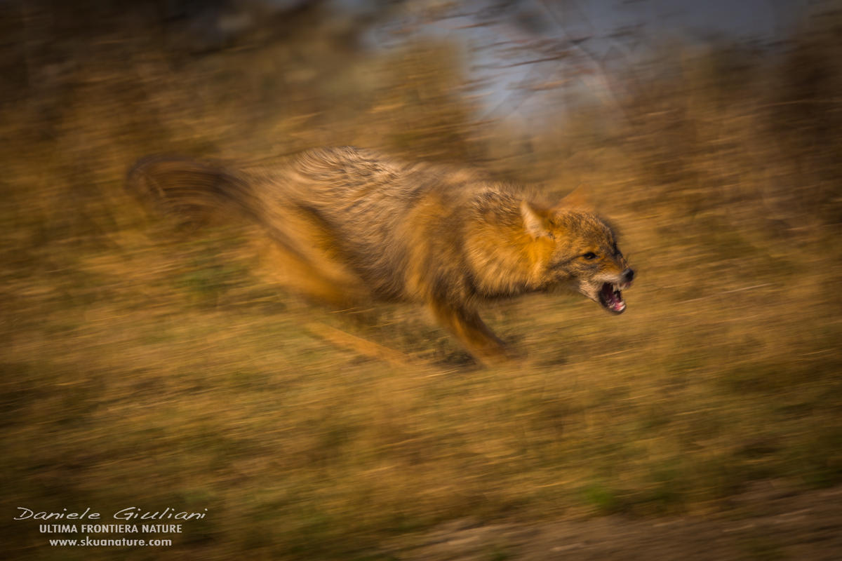 Golden Jackal