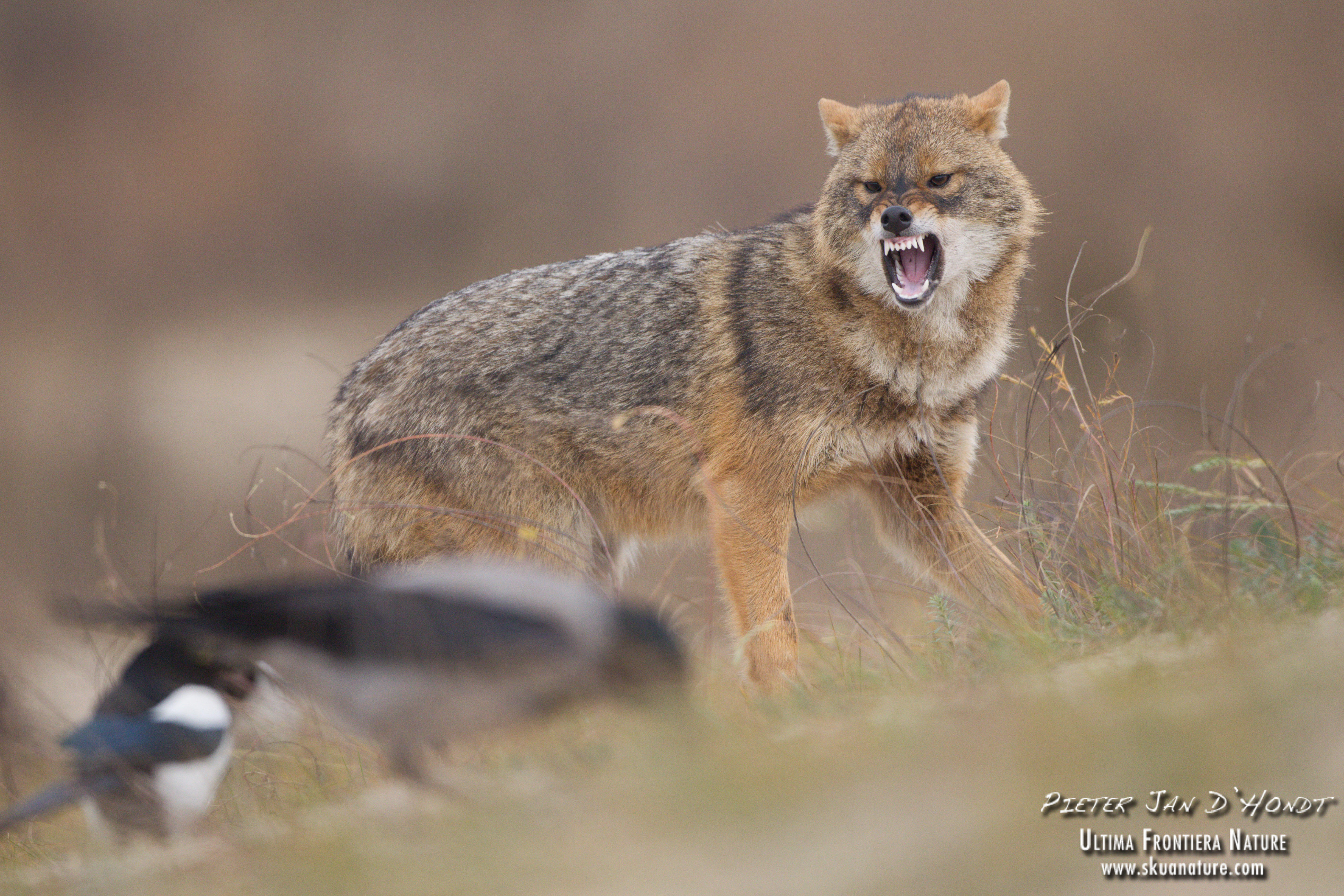 Golden jackal