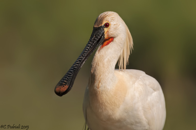 Eurasian Spoonbill