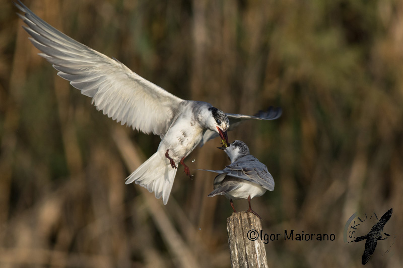 Whiskered Tern