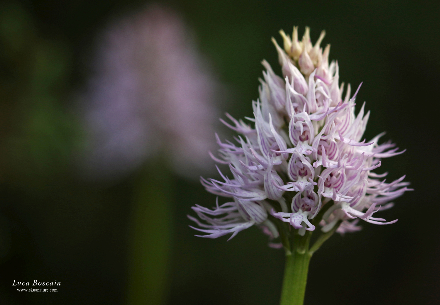 Orchis italica