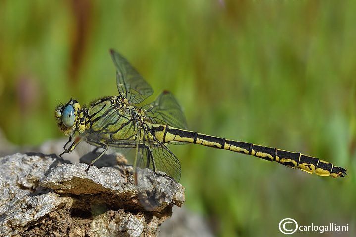 Gomphus pulchellus