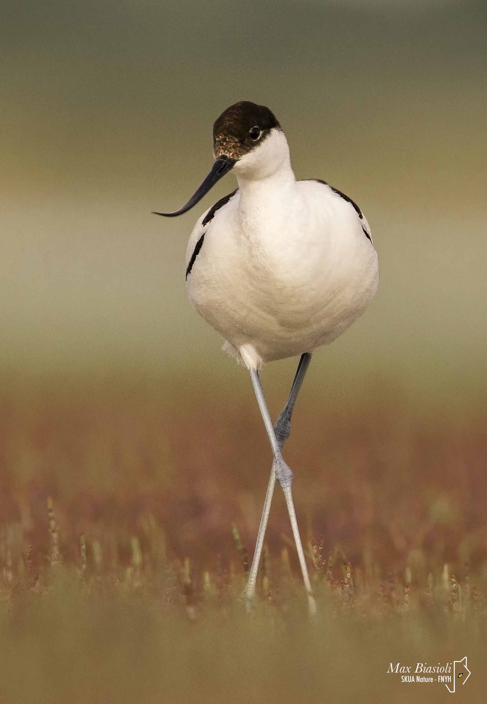 Pied Avocet