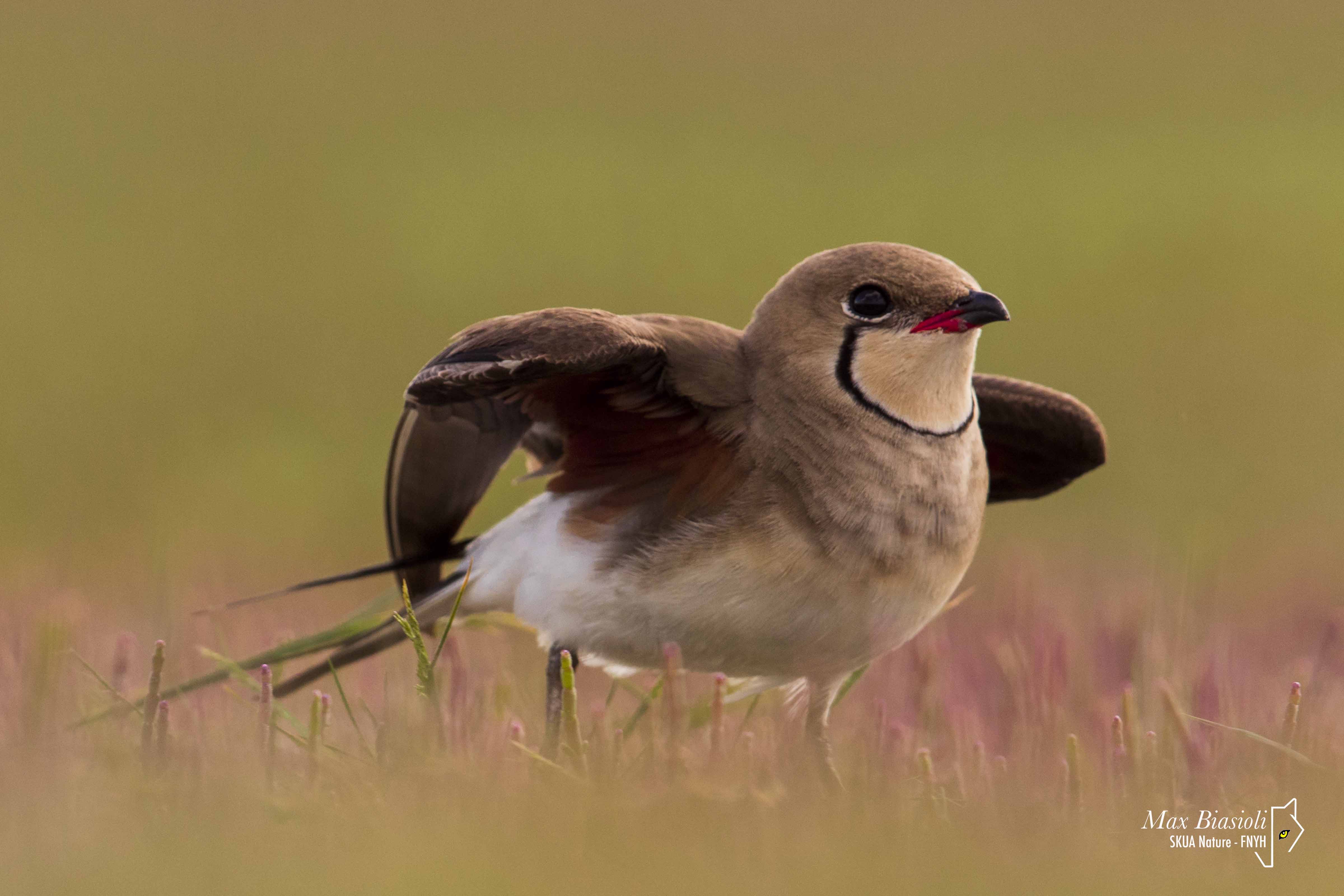 Collared Pratincole