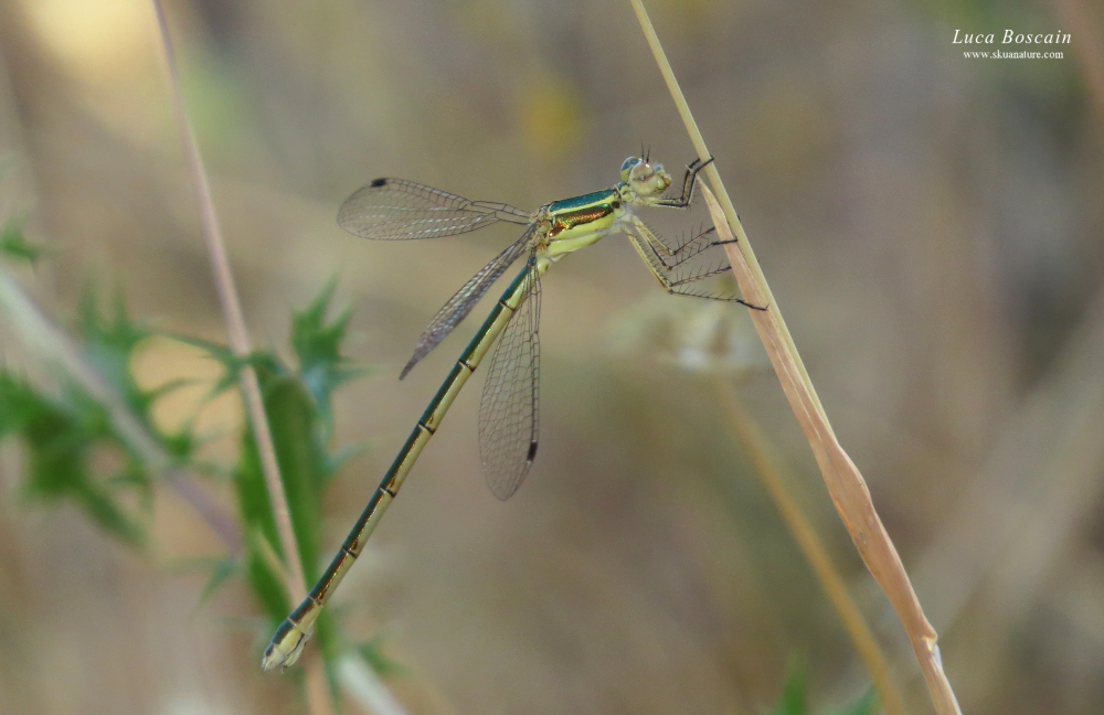 Lestes virens