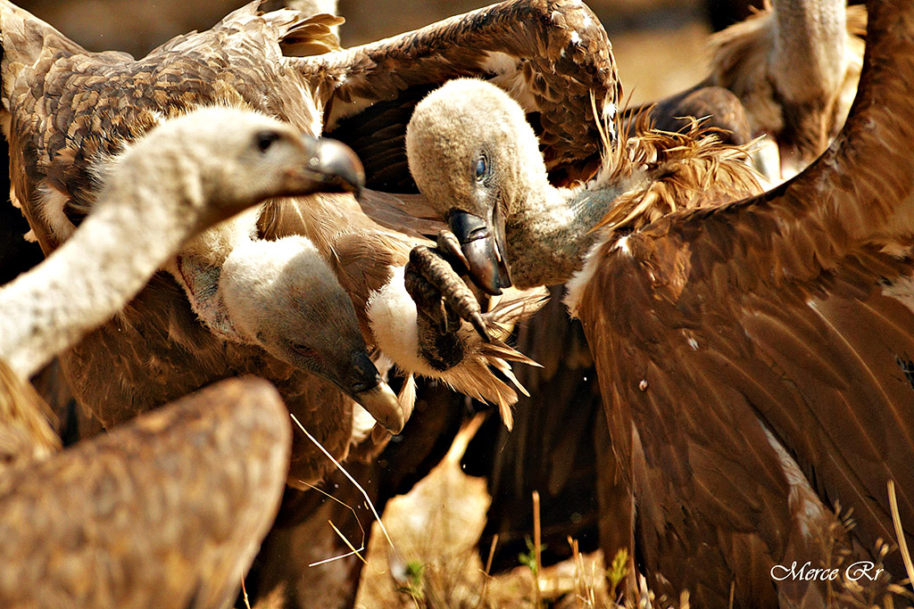 Griffon Vulture