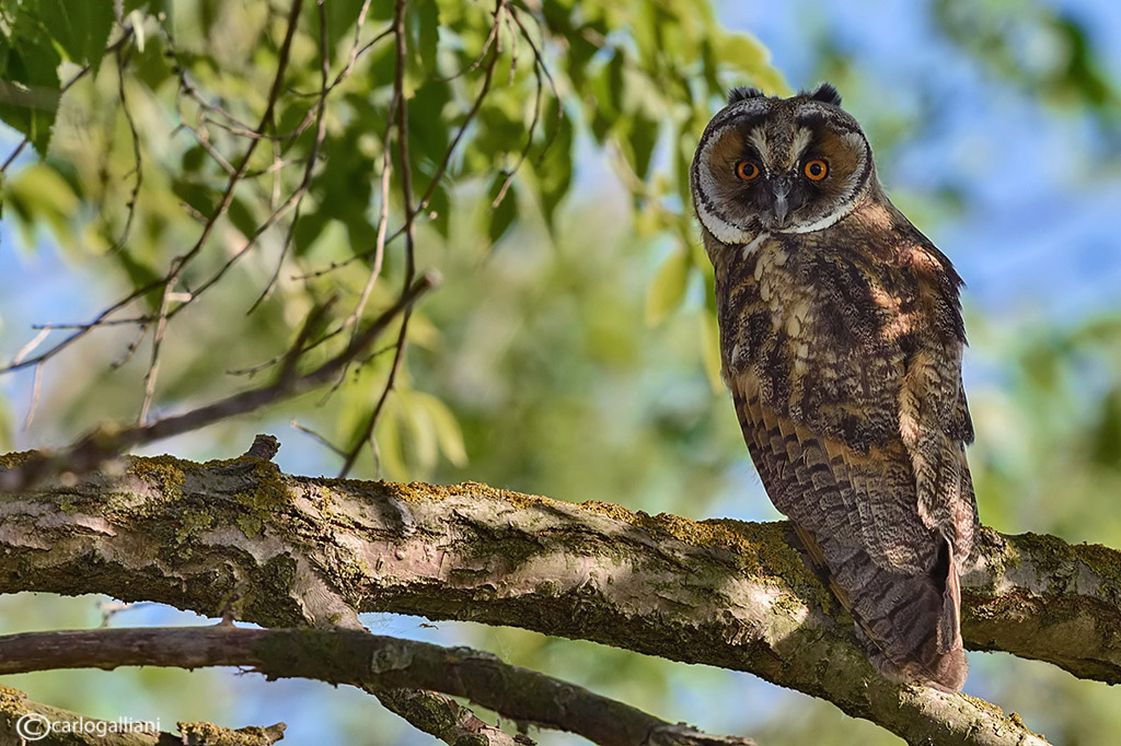 Long-eared Owl 