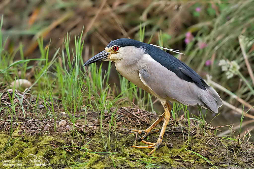 Night-Heron 