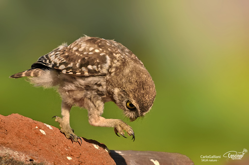 Little Owl