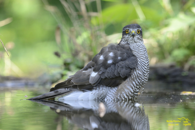 Sparrowhawk