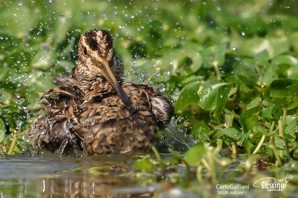 Common Snipe 