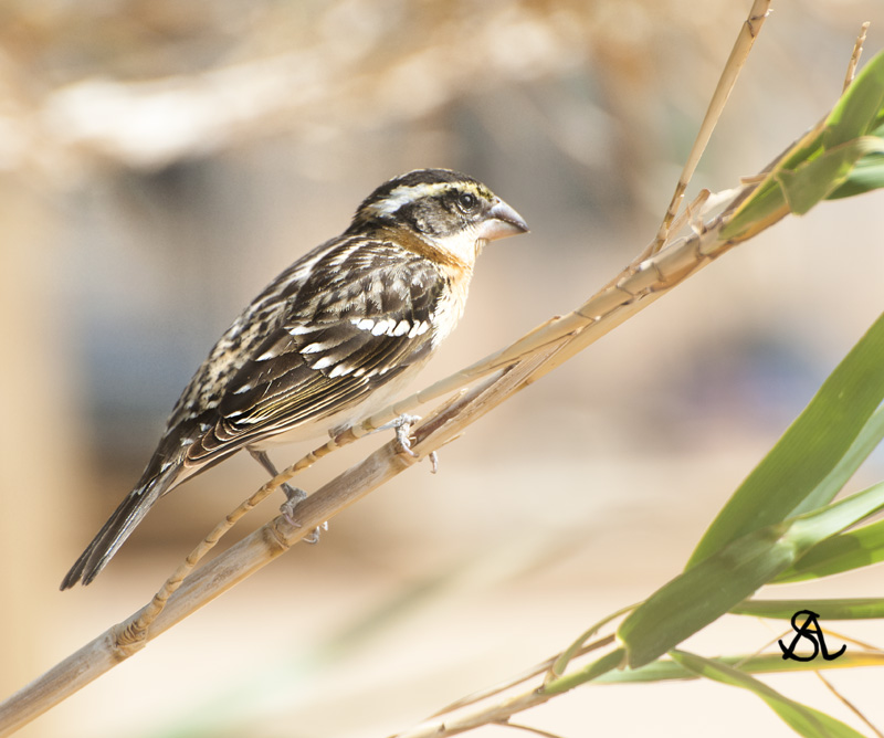 Black Headed Grosbeak.